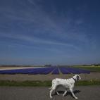Un dálmata por los campos de Voorhout, cerca de La Haya, en los Países Bajos (AP Photo/Peter Dejong)