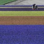 Granjeros trabajando cerca de Noordwijkerhout, Países Bajos. Priman los tulipanes, pero también los jacintos y los narcisos (AP Photo/Peter Dejong)