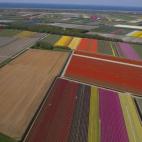 Al fondo, más allá de los tulipanes, el mar del Norte (AP Photo/Peter Dejong)