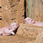 Ir en busca del Sol. "Exponte a luz Intensa durante las primeras horas de la mañana. La luz brillante te ayudará a sincronizar tu reloj interno, mejorando la formación de ciclos de sueño/vigilia estables". Vía Doctor Juan Madrid