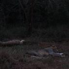 Dormir sin luz. "Es esencial para regular el sistema hormonal que la habitación esté a oscuras, sin luces abiertas, ni ventanas por donde entre la luz de las farolas. La glándula pineal es sensible a la luz. Cuando disminuye la luminosidad, s...