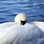 Baño/ducha caliente un ratito antes de dormir.