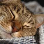 "Las infusiones de manzanilla, anís o hinojo tienen propiedades relajantes para el organismo". Vía Hdoso