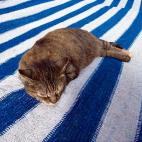 Haz ejercicio unas horas antes de dormir, pero no justo antes de irte a la cama.