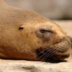 Alimentos que debemos evitar. Las cenas abundantes y ricas en proteínas (carnes, huevos, pescados) y en grasas (embutidos, quesos, salsas o frituras) causan un aumento de la acidez de estómago. Las proteínas reducen la serotonina en el cerebr...