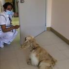 Una enfermera habla con el perrito Lancelot durante su visita semanal a un hospital en Quito, Ecuador, donde son atendidos niños pacientes de cáncer. (AP Photo/Dolores Ochoa)