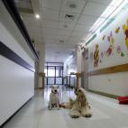 Juci, a la izquierda, y Lancelot, a la derecha, esperan en el pasillo de un hospital en Quito, Ecuador, en donde comparten y traen alegría a niños pacientes de cáncer. (AP Photo/Dolores Ochoa)