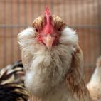 En España se consume de media 12,7 kilos de pollo al año por persona