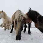 Las razas de caballo que se crían por su carne son más robustas que las que se utilizan para montar. En España las más comunes son el hispano-bretón, ardanés, brunete y jaca navarra.