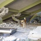 5e15d86b24000041245a544e