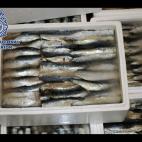 Hachís en sardinas congeladas