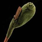 En verde, la liendre; en marrón, el pelo. Con esta imagen SEM, se puede apreciar con todo detalle el huevo del piojo humano. La hembra adhiere cada huevo con una especie de pegamento a la base del cabello, por eso dan tanta guerra a las madres...