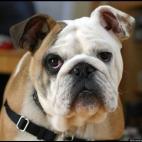 "Album graecum", así es llamado el excremento de perros o hienas que con previa exposición al aire se torna de un color blanco. El excremento blanco de perro fue utilizado como medicamento, muy a menudo mezclado con miel para tratar inflamacio...