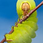 Foto: Oruga Fotografía: Colin Hutton Categoría: Naturaleza