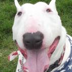 Satchel se presentó a las elecciones de EEUU en 2012 para disputar la carrera presidencial a Obama y Romney como cabeza del partido Bully Party. Tras no lograr los resultados esperados, prometió volver a presentarse en los comicios de 2016.