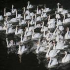 Han pasado cinco meses en unas instalaciones para protegerles de las bajas temperaturas. La foto es del 25 de marzo.