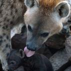 5c8b0f322300007f012403b5