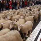 Fue presidente del Consejo General de Colegios de Veterinarios de España. Falleció en 2010.