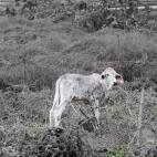 5e1d93362100003000af8cfe