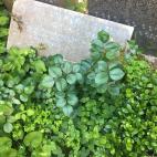 Inscripci&oacute;n de la l&aacute;pida de &Aacute;ngela Spagnoli Barilli: "Quer&iacute;a tener tiempo para meditar sobre mi alma que todav&iacute;a no conozco".