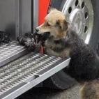 Un perro salvo a sus crías de diez días de una casa en llamas Temuco, Chile. Sólo una no sobrevivió.