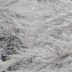 5c8a9fda250000e203c94ce9