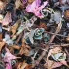 5c8aeb3a2000009d036ff5b5