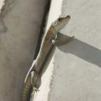 5c8aeb442000009d036ff5c5