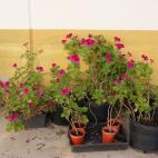 5c8aeb4c2400000a05a3e6eb