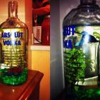 ¿Qué mejor manera de crear una pecera en casa?