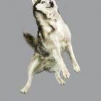 5c8b0fd62500000704c9f4fe