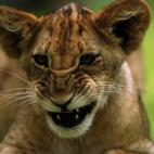 5c8ad128240000f404a3be32