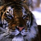 5c8ad129250000520681ce02