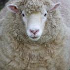 5c8ad12a2400000a05a3be34