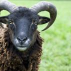 5c8ad12a2400006d054c82a1