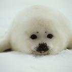 5c8ad12b2400000a05a3be3a