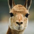 5c8ad12d2400006d054c82a5