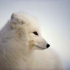 5e37d50e2400006a04ed603f