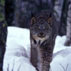 5e37d51c2300000e046ecf5c