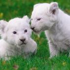 5c8b108922000051001a3293