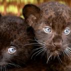 5c8b108b250000e203c9f64a