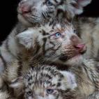 5c8b108f2500001304c9f656