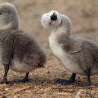 5c8b108f240000f404a401a6