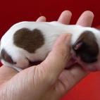 5c8b10912500001304c9f65e