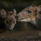 5c8b1092250000e203c9f662