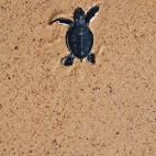 5c8b10972500000d04c9f666