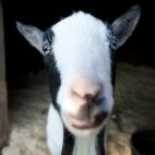 5c8b10982400000a05a401b4