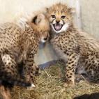 5c8b109a2400004205a401b6