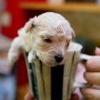 5c8b109b360000ba1a6c6204