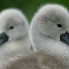 5c8b109b2300005300e77de5